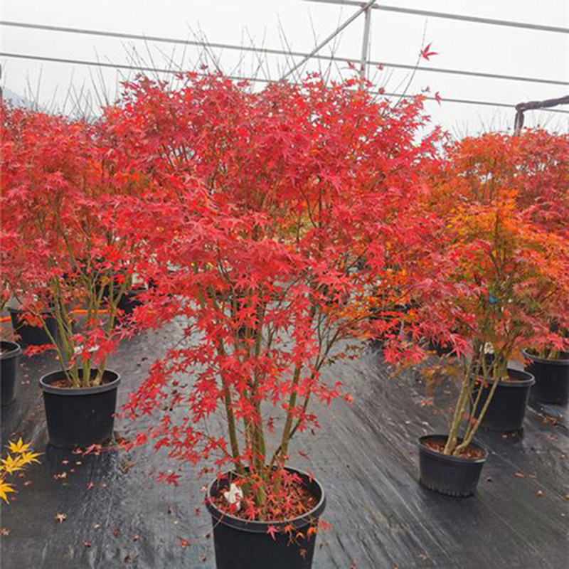 园林绿化苗木丛生小叶鸡爪槭丛林桩庭院植物红枫彩色枫树山叶红苗
