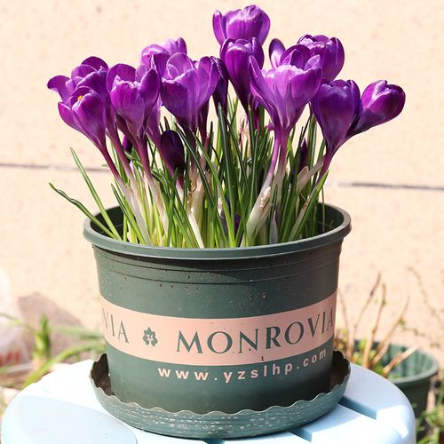 huahuiyou秋天藏红花药食两用