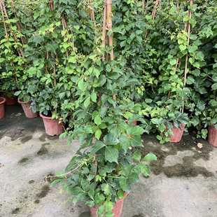 庭院爬藤植物攀援花卉苗木爬山虎苗三叶地锦苗三叶爬山虎爬墙虎苗