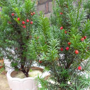 园林绿化苗木庭院植物耐寒盆栽曼地亚红豆杉苗红豆杉盆景四季常青