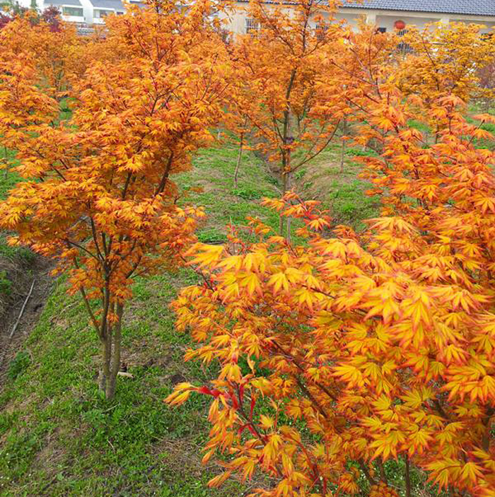 品种枫黄金枫园林绿化苗日本红枫