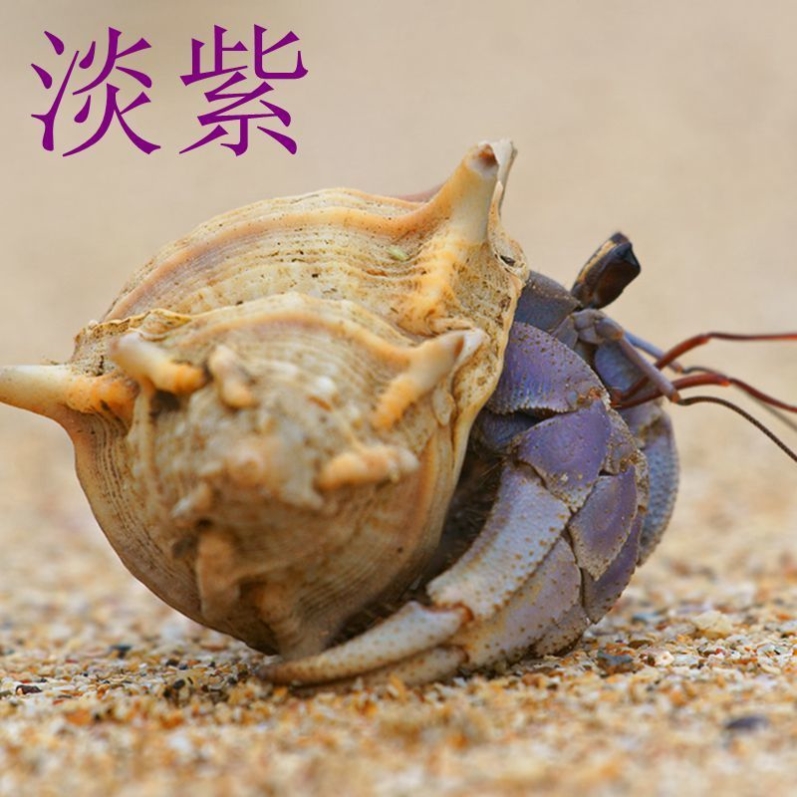 宠物寄居蟹草莓灰白短腕深紫凹足lila淡紫西伯利斯陆生观赏蟹淡水