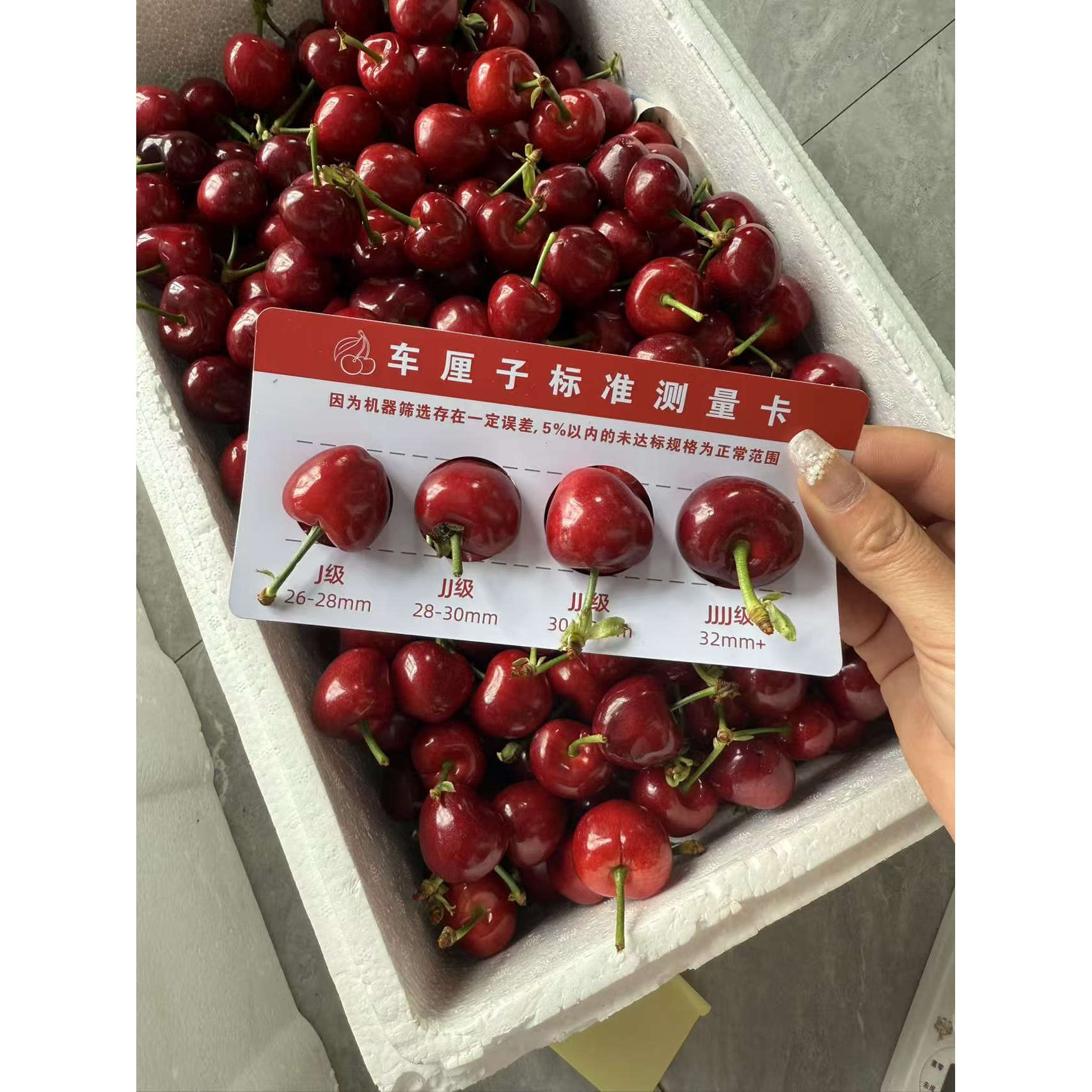 新鲜车厘子国产大樱桃山东樱桃脆车厘子/樱桃