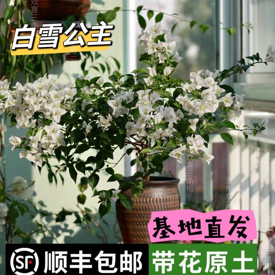 白雪公主三角梅原盆带花发货四季开花不断阳台庭院爬藤高飘垂勤花