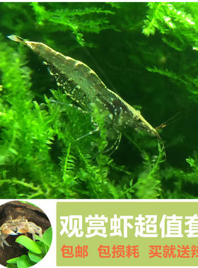 黑壳虾虾观赏虾草缸工具虾