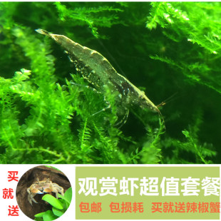 黑壳虾小缸清洁虾乌龟饲料除藻虾观赏虾工具虾草缸水族箱鱼缸造景