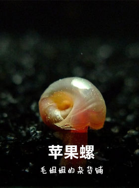 繁殖颜色随机易爆宠物活体苹果螺