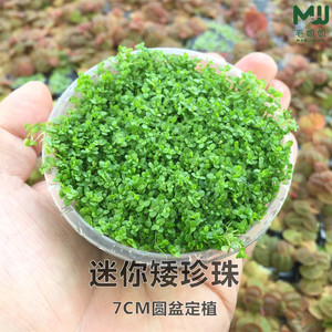 迷你矮珍珠前景水草 水族箱鱼缸造景水草草坪草缸矮珍珠杯水中叶