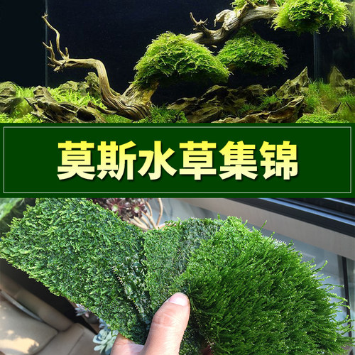 松茸莫斯三角火焰鱼缸造景