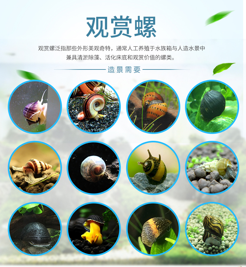 观赏螺斑马螺苹果螺观赏鱼虾水族箱宠物活体金刚螺除藻草缸清洁螺