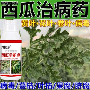 西瓜病害清黄叶干尖锈病根腐病生物菌剂叶枯病紫斑病软腐病专用