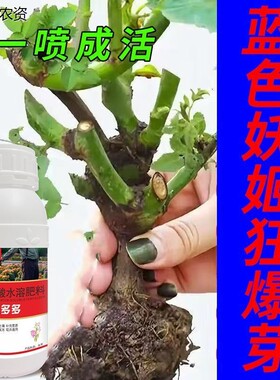 月月开花】蓝色妖姬专用营养液防黄叶不开花催花爆花发新芽专用肥