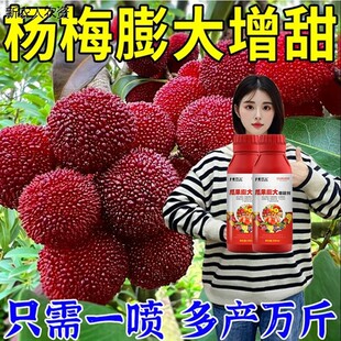 杨梅膨大增甜剂专用叶面肥转黑转红膨大剂防落增甜着色增产