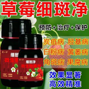 草莓细斑净草莓专打顽固角斑根腐烂棵空心黄萎白粉炭疽灰霉疫病菌