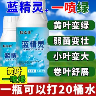 葱姜蒜韭菜干尖黄叶一喷绿杀菌返青叶绿叶厚农用微生物菌剂蓝药水