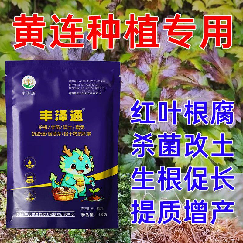 丰泽通黄连红叶肥生根壮图片