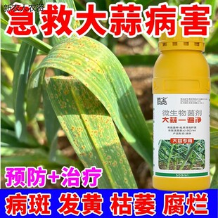 大蒜干尖疫病白粉预防根腐大蒜病害一遍净微生物菌剂叶枯黄叶紫斑