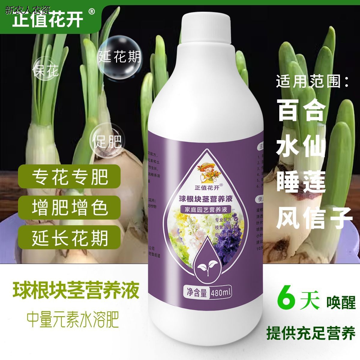 种球根块茎营养液朱顶红图片