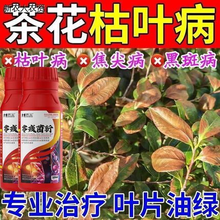 茶花病害清叶子干尖枯萎黑斑叶斑茶花山茶花急救芭宝正品茶花专用