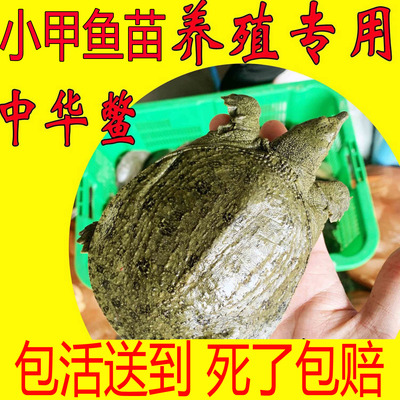 青黄色小甲鱼苗适合生态放养