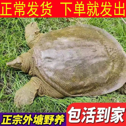 鲜活食用青黄背黄油大公甲鱼活体