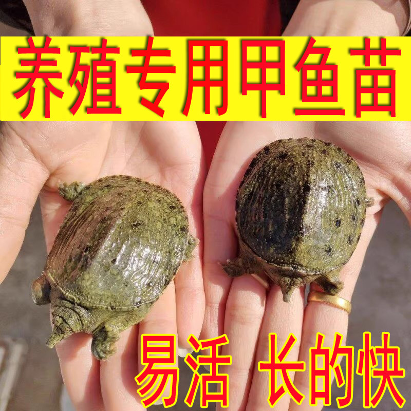 野外小甲鱼苗鲜活体食用外塘放养中华鳖苗套养散养垂钓卤味麻辣