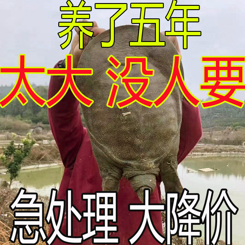 足斤 青黄色外塘新鲜公甲鱼活体鲜活食用水鱼团鱼王八中华鳖母鳖,水产肉类/新鲜蔬果/熟食,甲鱼,淘宝优惠券,粉丝福利购,淘宝优惠卷
