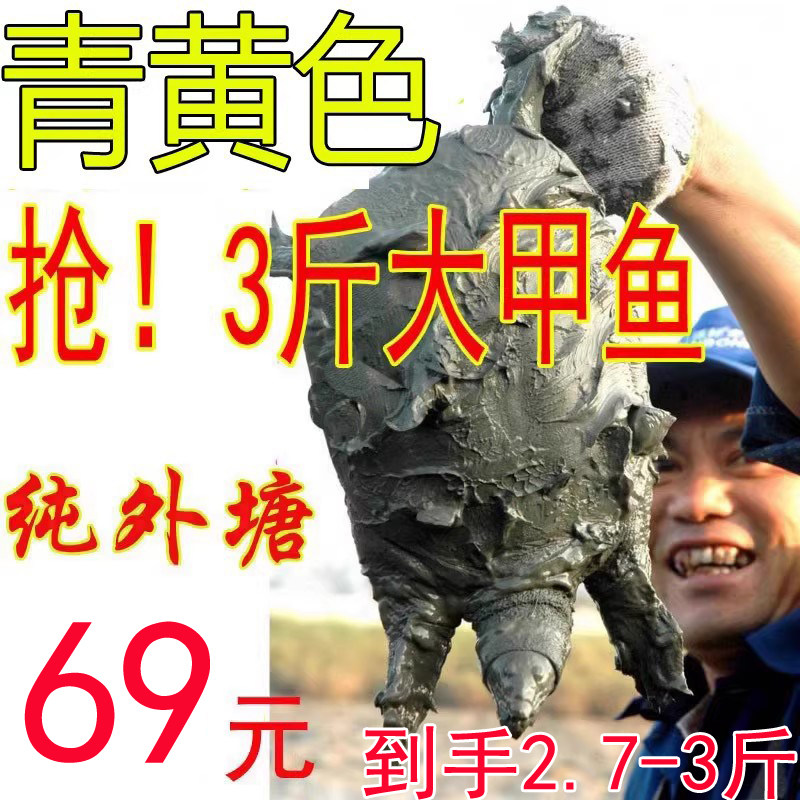 【青黄色 】生态外塘放养公雄大甲鱼活体鲜活食用小甲鱼鳖苗母鳖,水产肉类/新鲜蔬果/熟食,甲鱼,淘宝优惠券,粉丝福利购,淘宝优惠卷