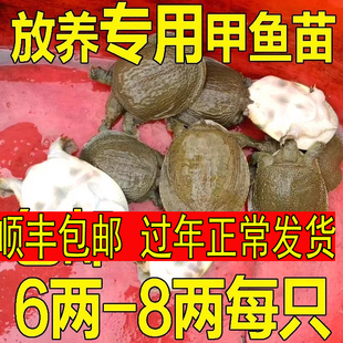 小甲鱼苗鲜活体食用公母小外塘放养中华鳖苗套养散养垂钓卤味麻辣