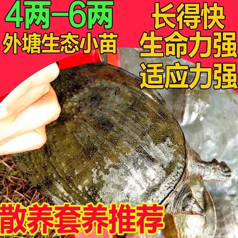 小甲鱼苗鲜活体食用公母小外塘放养中华鳖苗套养散养垂钓卤味麻辣