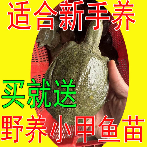 野外放养鲜活小甲鱼苗