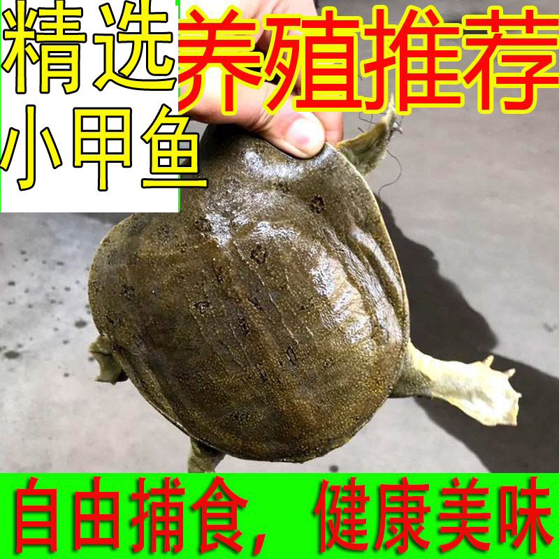 青黄色小甲鱼苗活体包活送到图片