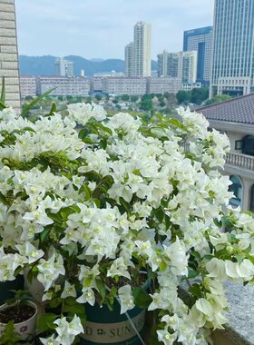 （白雪公主）三角梅小苗橙色不带花盆栽大苗重瓣室内阳台庭院苗