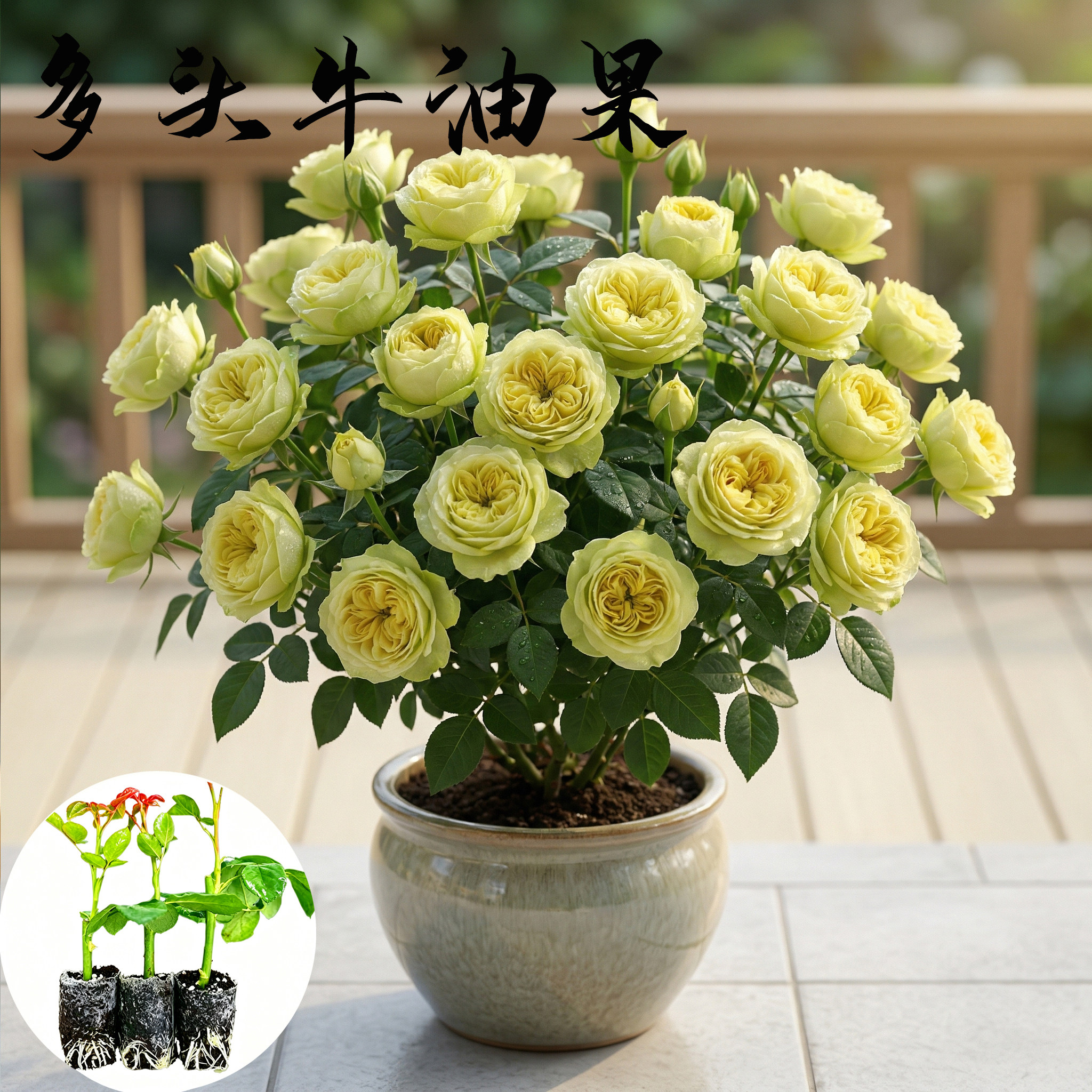多头牛油果月季花苗小苗大花浓香品种月季苗阳台庭院绿植盆栽花卉