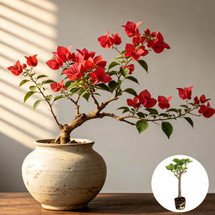 【同安红】稀有高端三角梅飘枝爬藤重瓣多色四季开花阳台庭院小苗
