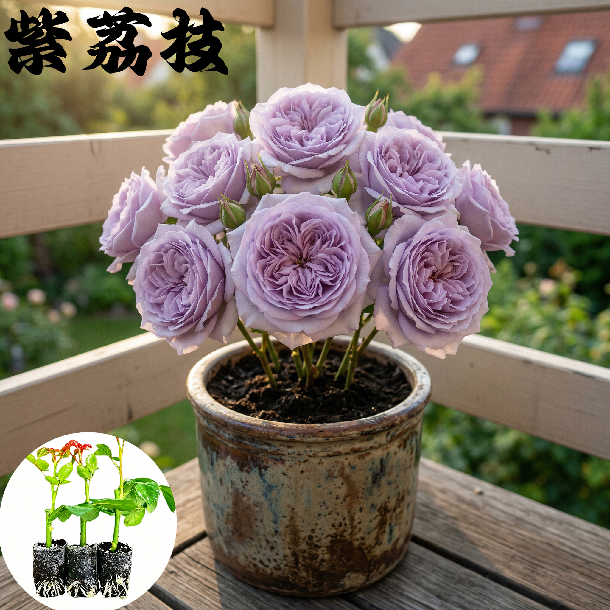 紫荔枝月季花苗小苗大花浓香品种月季苗阳台庭院绿植盆栽花园花卉