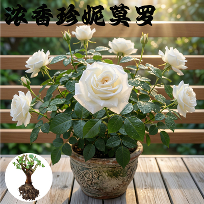 浓香 珍妮莫罗 月季花苗大花多季白色玫瑰花盆栽阳台灌木