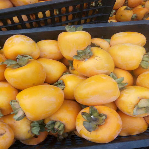 嫁接柿子树苗黑柿子 牛心柿子自然脱涩柿子 盆栽地栽南方北方种植