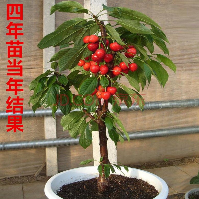 车厘子盆栽地栽山东烟台樱桃树苗