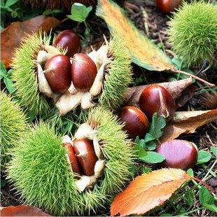 野生小板栗油栗子苗嫁接板栗果树苗锥栗子苗南方北方种植当年结果