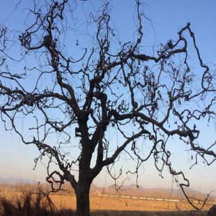 龙须盘龙枣树嫁接枣树果树苗四季种植南北方种植枣树龙枣干树枝