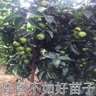 碰柑树苗 雪峰椪柑 嫁接椪柑苗 甜润爽口柑桔子果树苗无核椪柑苗