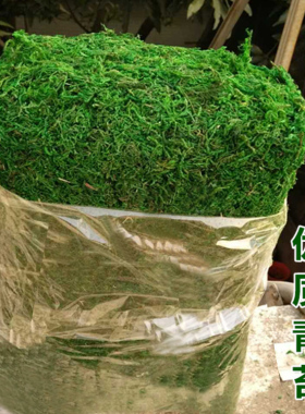 干苔藓苔藓装饰绿植花盆装饰
