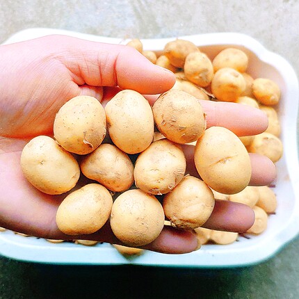 特小迷你珍珠小土豆洋芋2025黄心新鲜硬币大小蔬菜马铃薯农家自种