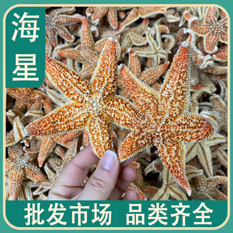 海星 500克 选货 产地广东 海星干多棘海盘车中药材零售