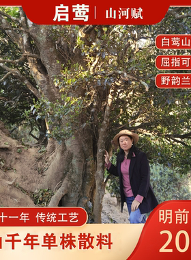 【启莺】2025春茶白莺山本山千年