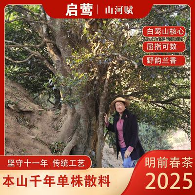 【启莺】2025春茶白莺山本山千年