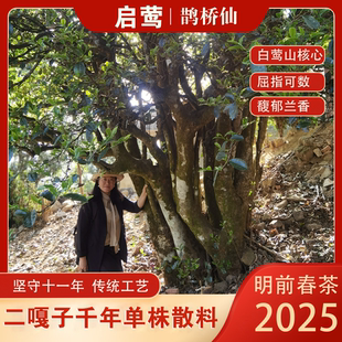 【启莺】2025春茶白莺山二嘎子千年单株【鹊桥仙】普洱生茶散茶