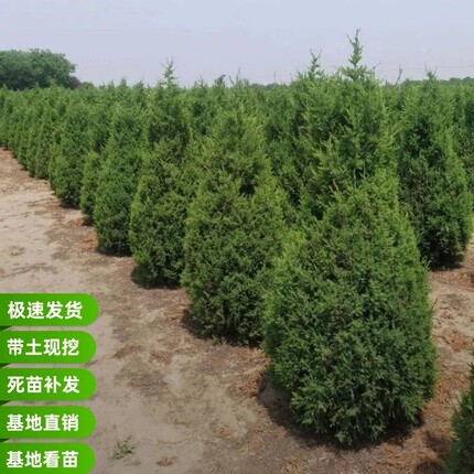 坟头苗坟前树墓前绿植常青小塔柏松柏柏树树坟地墓地宝塔侧柏四季