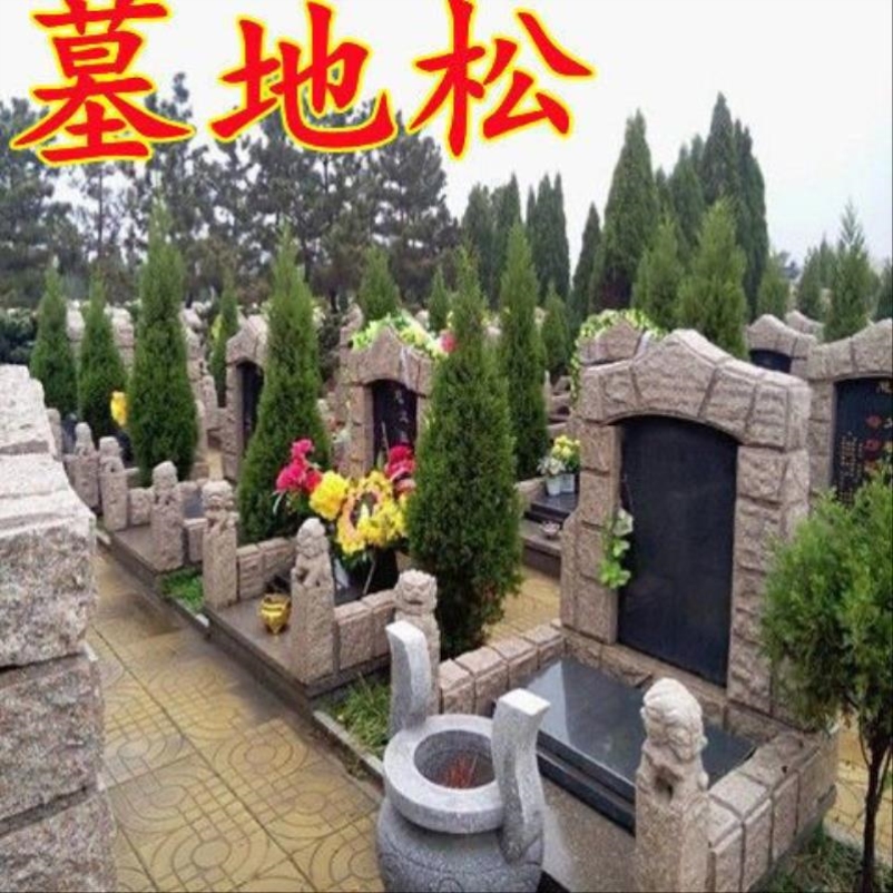 清明树坟前树墓前树坟头树坟地柏树苗龙柏墓前宝塔松柏小塔柏侧柏